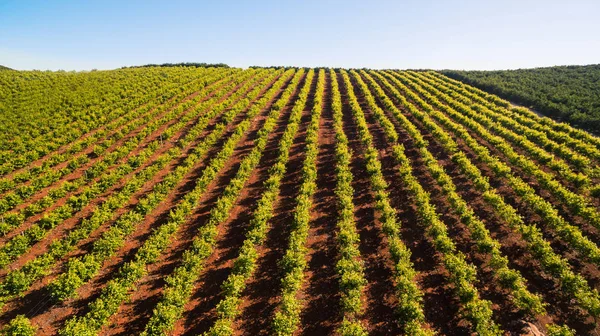 Plantação de laranjeiras em Maio em Portugal, Algarve, vista aérea — Fotografia de Stock