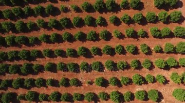 Mayıs ayında, Algarve, Portekiz Hava görünümünü plantasyonunda portakal ağacı