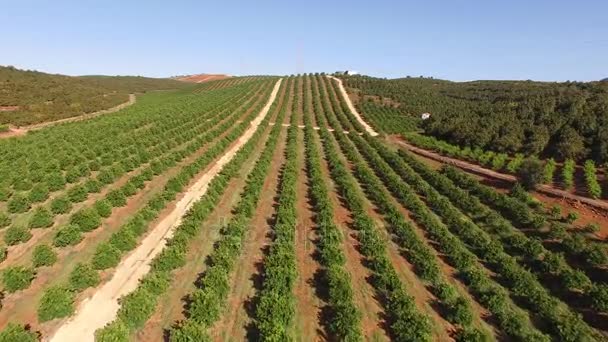Pomerančovníky plantáž v květnu v Portugalsko, Algarve, letecký pohled — Stock video