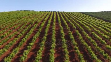Güney Portekiz, Algarve üzüm çiftlik. Mayıs ayında, Algarve, Portekiz havadan görünümü