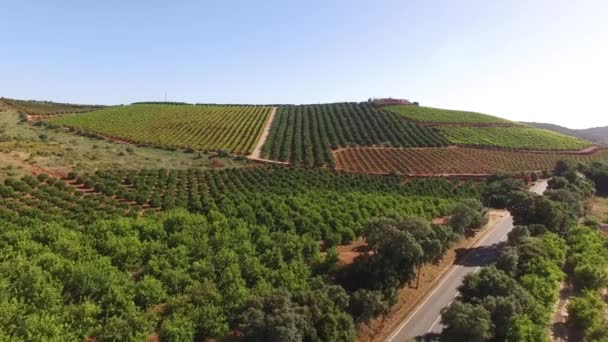 Orange, citroníky a hroznového plantáže. Zemědělství v Jižní Portugalsko, Algarve. — Stock video