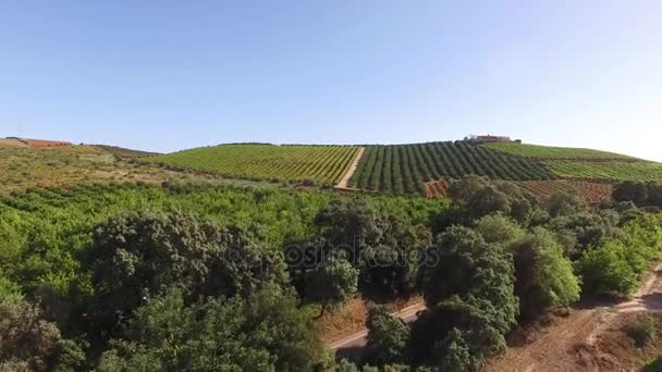 Orange, citroníky a hroznového plantáže. Zemědělství v Jižní Portugalsko, Algarve. — Stock video