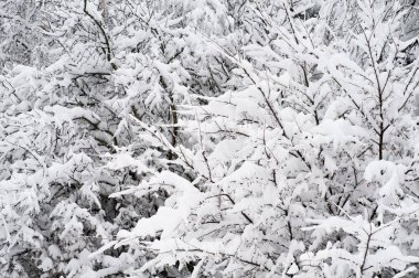 Ağaçların altında kış, kar