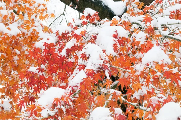 Кленовый лист со снегом в начале зимы — стоковое фото