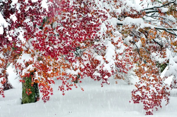 Maple Leaf, hó, tél elején — Stock Fotó