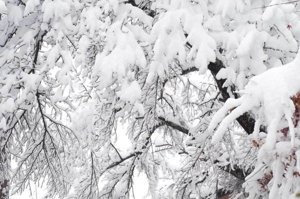 Δέντρα κάτω από χιόνι κατά τη στιγμή του χειμώνα — Φωτογραφία Αρχείου