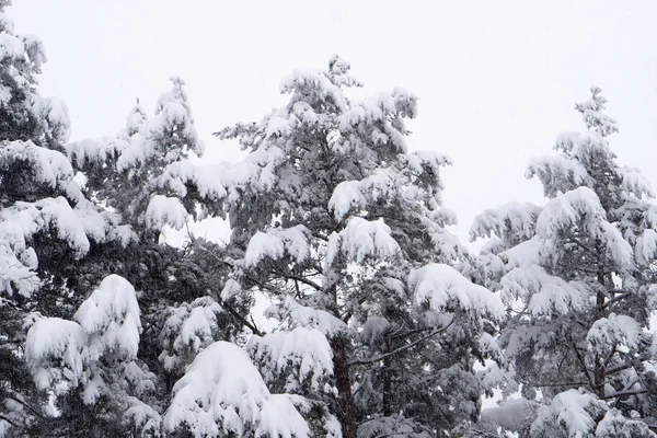 Δέντρα κάτω από χιόνι κατά τη στιγμή του χειμώνα — Φωτογραφία Αρχείου