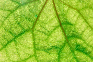 Beyaz arka plan üzerinde yeşil yaprak doku / yaprak doku.