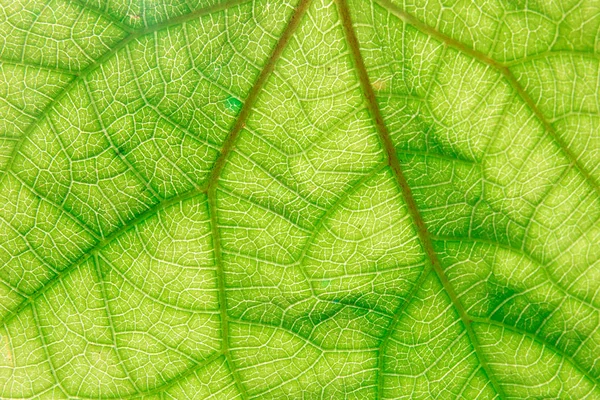 Groene blad textuur op witte achtergrond / blad textuur. — Stockfoto