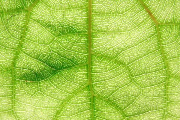 Texture de feuille verte sur fond blanc / texture de feuille . — Photo