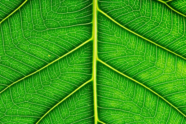 Закрыть зеленый лист текстуры Бо листья на белом фоне — стоковое фото