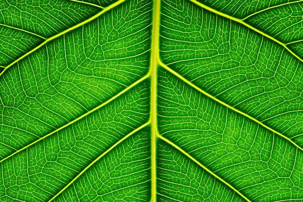 Gros plan de la texture des feuilles vertes Feuilles Bo sur fond blanc — Photo