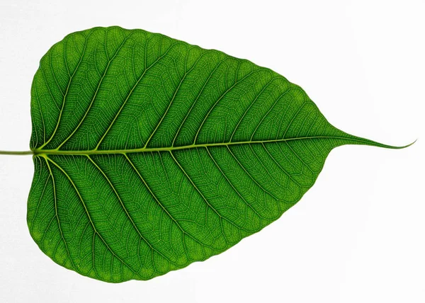 Зеленый лист текстуры Бо листья на белом фоне — стоковое фото