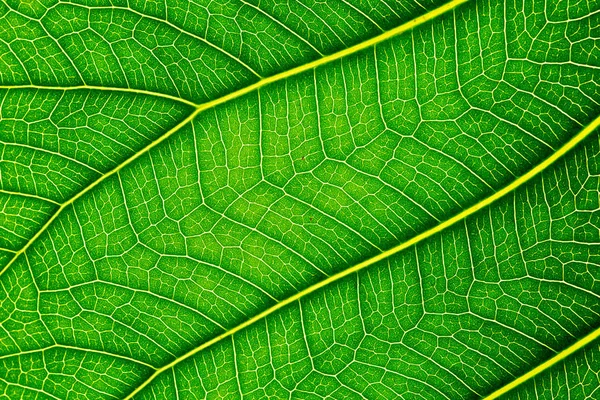 Gros plan de la texture des feuilles vertes Feuilles Bo sur fond blanc — Photo