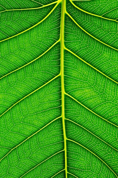 Gros plan de la texture des feuilles vertes Feuilles Bo sur fond blanc — Photo