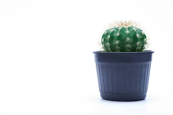 Cactus aislado sobre fondo blanco. —  Fotos de Stock
