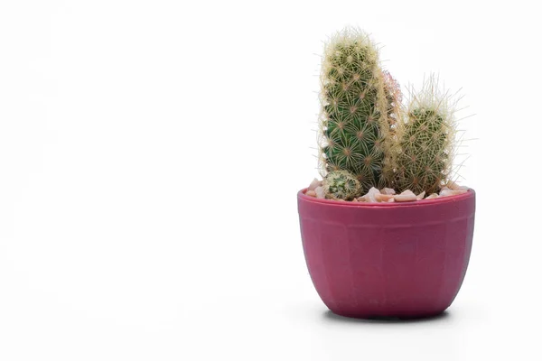 Cactus aislado sobre fondo blanco. —  Fotos de Stock