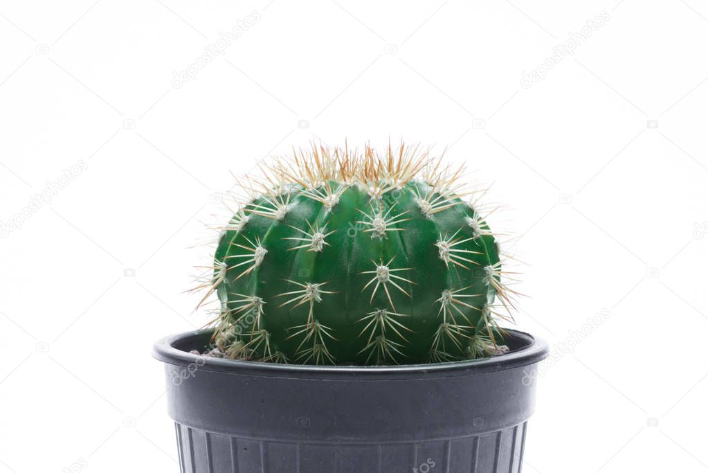 Cactus isolated on white background.