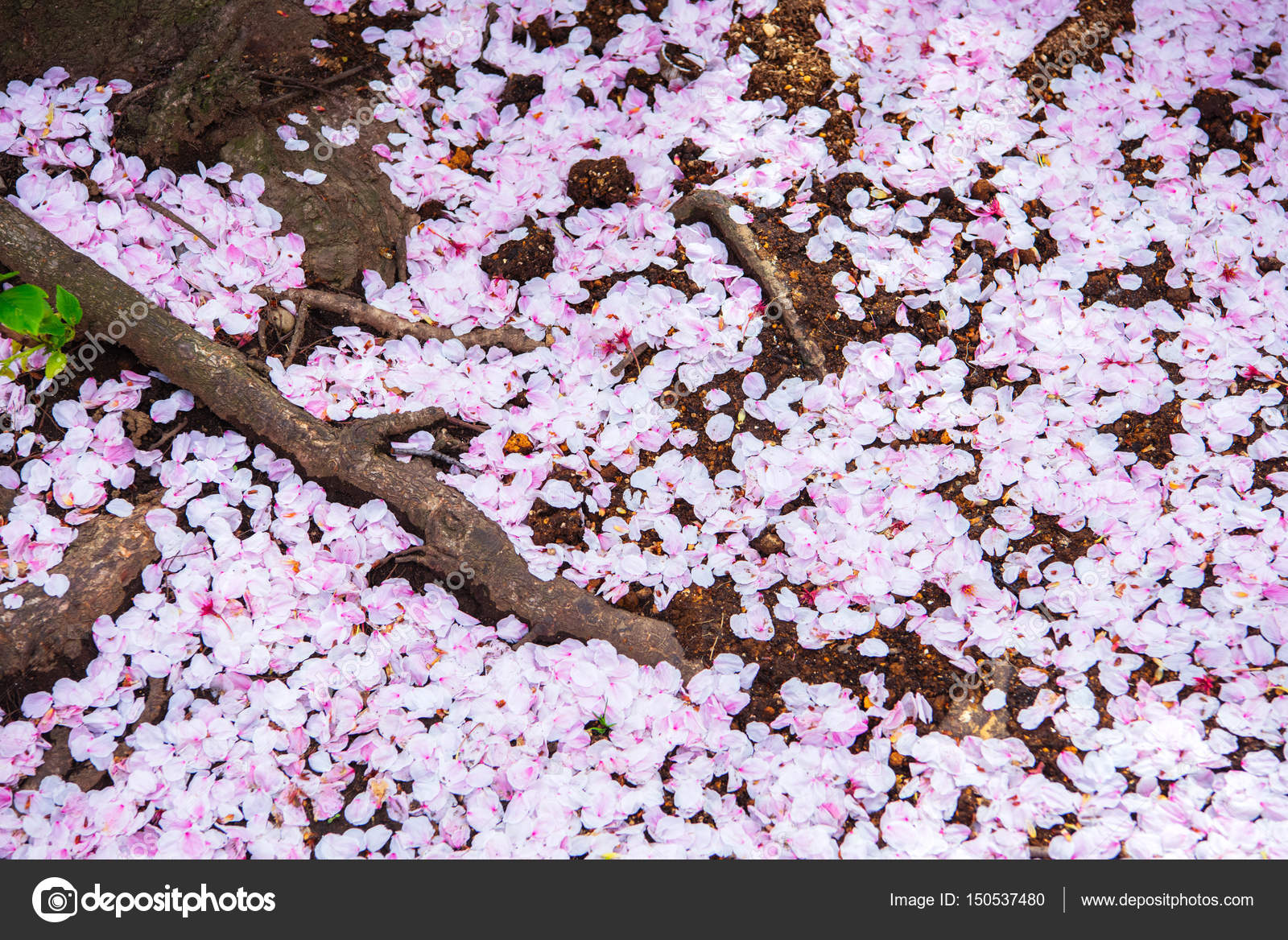 Pink Cherry Blossom Petals On Ground Stock Photo C Kitthanes R Hotmail Com Pink Cherry Blossom Petals On Ground Stock Photo C Kitthanes R Hotmail Com