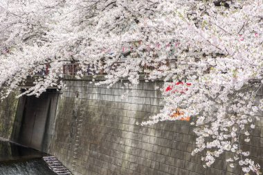 Yumuşak odak kiraz çiçeği, Japonya, adam Sakura Sezon