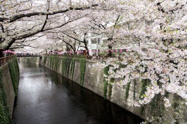 Tokyo, Japonya - 10 Nisan 2017: Kiraz çiçeği veya Sakura Megur