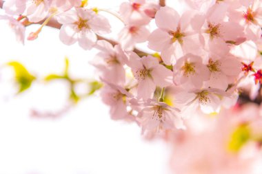 Yumuşak odak kiraz çiçeği, Japonya, adam Sakura Sezon