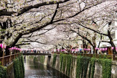 Tokyo, Japonya - 10 Nisan 2017: Kiraz çiçeği veya Sakura Megur