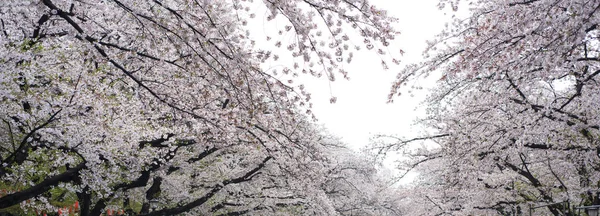 Cherry Blossom met Soft focus, Sakura seizoen in japan, pagina — Stockfoto