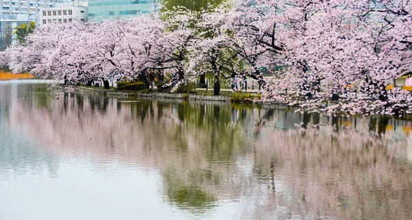 Cherry Blossom, Sakura season in japan — Stock Photo, Image