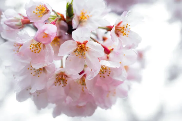 Κεράσι ανθίσει με απαλή εστίαση, Sakura σεζόν στην Ιαπωνία, Backgroun — Φωτογραφία Αρχείου