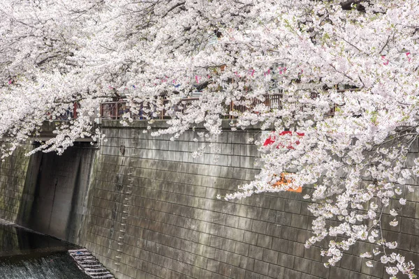 Cherry Blossom met Soft focus, Sakura seizoen in japan, pagina — Stockfoto