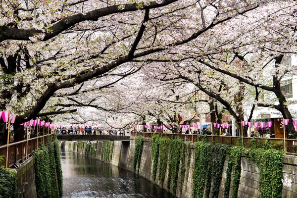 Tokio, Japan--10 April 2017: Kersenbloesem of Sakura op Megur — Stockfoto