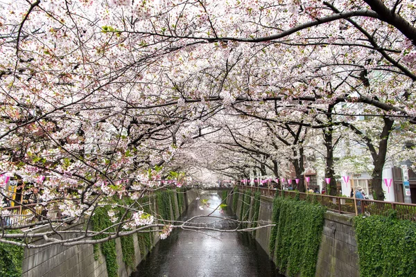 Tokio, Japan--10 April 2017: Kersenbloesem of Sakura op Megur — Stockfoto