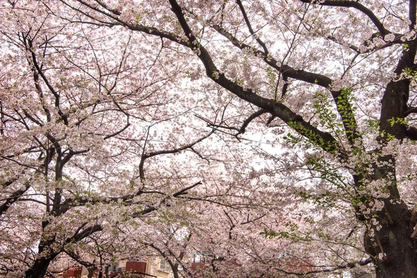 Tokio, Japan--10 April 2017: Kersenbloesem of Sakura op Megur — Stockfoto