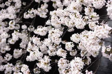 Yumuşak odak kiraz çiçeği, Japonya, adam Sakura Sezon