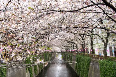 Tokyo, Japonya - 10 Nisan 2017: Kiraz çiçeği veya Sakura Megur