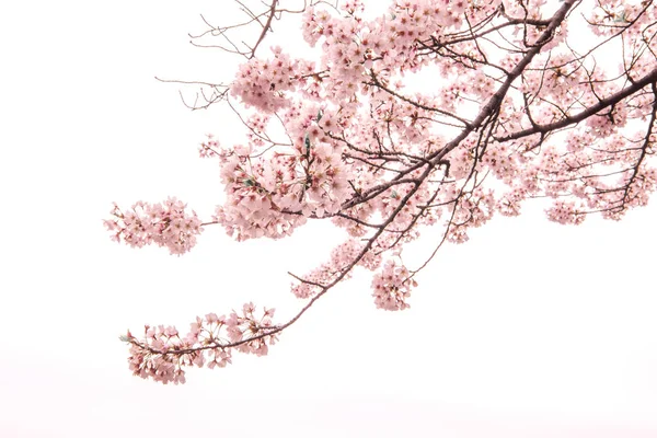Fleur de Cerisier à Mise au point Douce, Saison Sakura au Japon, Backgroun — Photo