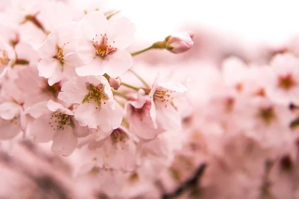 Kirschblüte mit weichem Fokus, Sakura-Saison in Japan, Hintergrund — Stockfoto