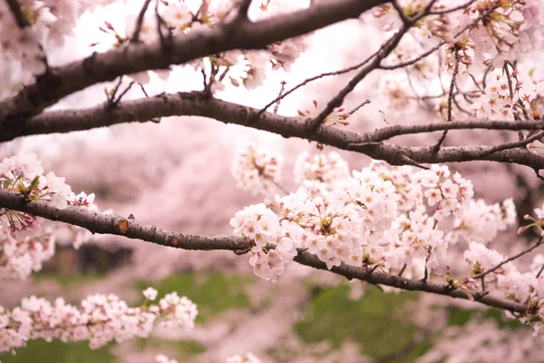 Kirschblüte mit weichem Fokus, Sakura-Saison in Japan, Hintergrund — Stockfoto