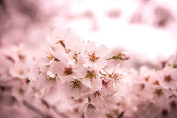 Κεράσι ανθίσει με απαλή εστίαση, Sakura σεζόν στην Ιαπωνία, Backgroun — Φωτογραφία Αρχείου