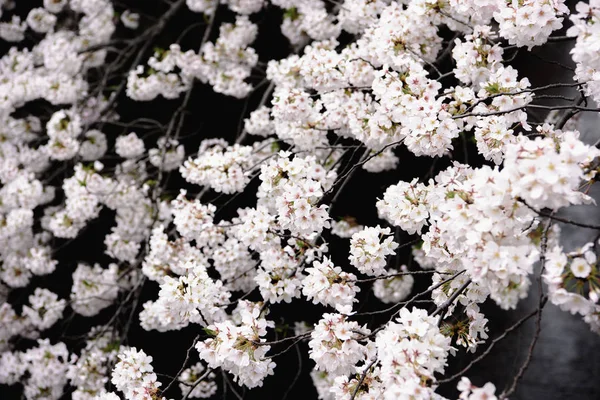 Yumuşak odak kiraz çiçeği, Japonya, adam Sakura Sezon