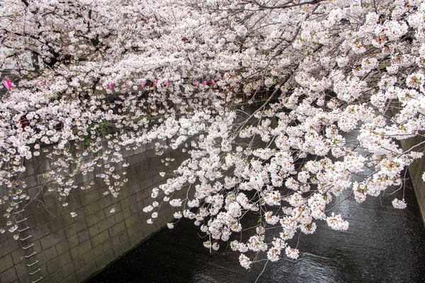 Kersenbloesem of Sakura aan Meguro gracht in Tokio, Japan. — Stockfoto