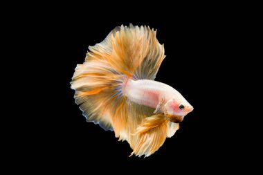 Siyam mücadele balık