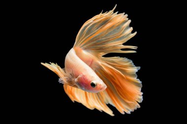 Siyam mücadele balık