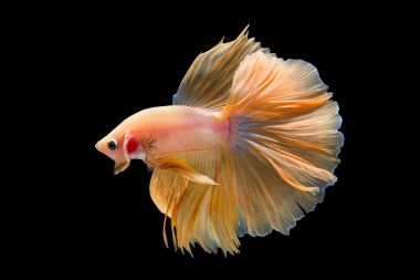 Siyam mücadele balık