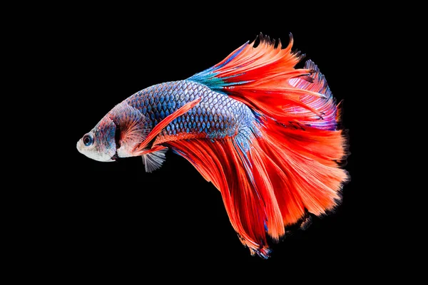 Siamese fighting fish — Stock Photo, Image