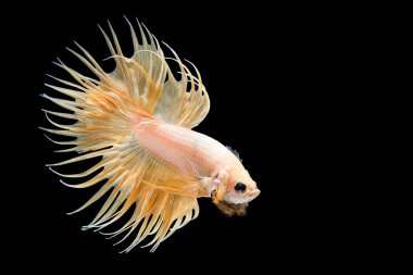 Siyam mücadele balık