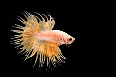 Siyam mücadele balık