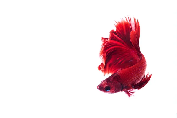 Red Siamese fighting fish, Betta on isolated white background. — Stock Photo, Image