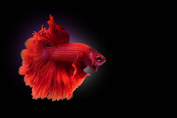 Pesce rosso siamese da combattimento, Betta su fondo nero isolato — Foto Stock